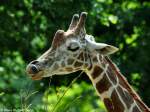 Netzgiraffe (Giraffa camelopardalis reticulata) im Zoo Berlin (Juli 2015).