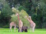 Giraffen im Serengetipark, 9.9.15