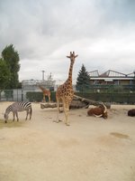 Guck mal schn in die Kamera aufgenommen im Knies Kinderzoo in Rapperswil - 03.10.2016