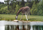 Giraffe im Givskud Zoo in Dnemark.