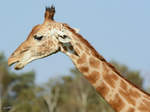 Eine Giraffe