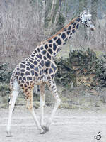 Eine Rothschildgiraffe