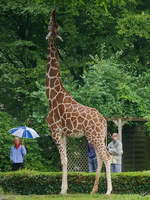 Eine Netzgiraffe