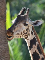 Eine Rothschild-Giraffe mchte zu gerne etwas Baumrinde vernaschen.