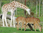Eine junge Rothschild-Giraffe und Tiefland-Nyalas durchforsten das Revier.