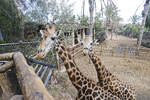 Giraffen im Oasis Park auf der Insel Fuerteventura in Spanien.