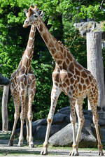 Rothschildgiraffen im Zoo Berlin.