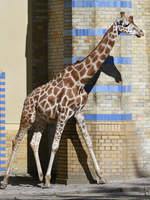 Eine Rothschildgiraffe im Zoo Berlin.