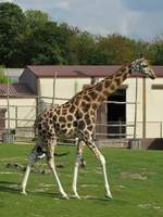 Eine Giraffe im Zoo d'Amneville, 26.9.2017