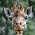 Eine Rothschildgiraffe Anfang Juli 2010 im Zoo Schwerin.