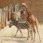 Eine Rothschildgiraffe und Grevy-Zebras Anfang Juli 2010 im Zoo Schwerin.