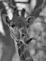 Eine freche Giraffe Mitte Februar 2015 im Zoo Dortmund.