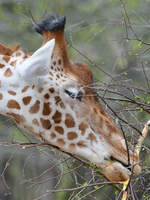 Eine Kordofan-Giraffe beim Rinde snacken Anfang April 2017 im Zoo Dresden.