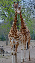 Kordofan-Giraffen waren Anfang April 2017 im Zoo Dresden zu entdecken.