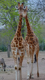Kordofan-Giraffen waren Anfang April 2017 im Zoo Dresden zu entdecken.