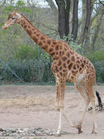 Eine Kordofan-Giraffe Anfang April 2017 im Zoo Dresden.