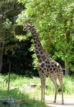 Angola-Giraffe (Giraffa camelopardalis angolensis).