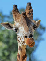 Eine Giraffe im Portrait, so gesehen Mitte Dezember 2010 im Zoo Madrid.