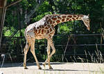 Giraffe im Kölner Zoo - 14.06.2022