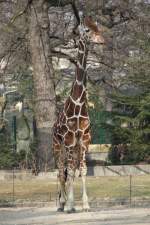 Netzgiraffe (Giraffa camelopardalis reticulata) am 11.3.2010 im Zoo Berlin.