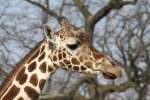 Kopf einer Netzgiraffe (Giraffa camelopardalis reticulata) am 11.3.2010 im Zoo Berlin.