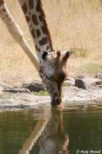 Uganda-Giraffe 