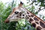 Giraffe im Singapore Zoo am 11.Mai 2010.