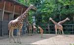 Giraffenfamilie - 03.08.2010