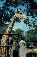 Eine neugierige Giraffe im Zoo von Colombo / Sri Lanka im Frhjahr 1981