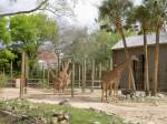 Giraffen im Zoo von Houston Texas (19.03.2007)