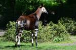 Okapi     Zoo Berlin  28.04.2014