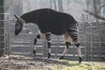 Okapi (Okapia johnstoni) am 11.3.2010 im Zoo Berlin.