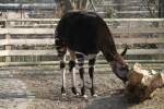 Okapi (Okapia johnstoni)am 11.3.2010 im Zoo Berlin.