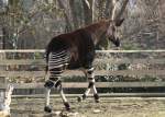 Okapi (Okapia johnstoni) auf em Weg in den Stall Zoo Berlin am 11.3.2010.