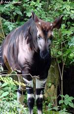 Okapi