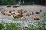 Axishirschgruppe     im Zoo Berlin am 14.08.2014
