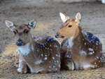 Zwei Axishirsche, abgelichtet im Dezember 2011 im Zoo Barcelona.