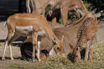 Hirschziegenantilope und Axishirsch im Zoo Dortmund.