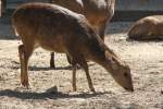 Schweinshirsch (Axis porcinus) im Tierpark Berlin.