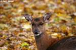 Kopf eines Sika-Weibchens.