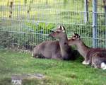 2 Rehe im Tiergehege Zeulenroda am 29.09.2011