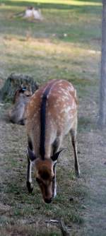 Ein Sikahirsch im Tiergehege Zeulenroda am 29.09.2011