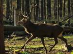 Stolz streift dieser Hirsch am 13.11.2011 durch sein Revier im Wildfreigehege Hellenthal in der Eifel.