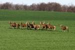 Ein Rudel Rotwild auf einem Feld bei Boitin-Resdorf (NWM); 24.03.2014