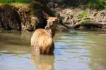 Reh sucht eine Abkhlung in Tambach am 14.05.2015.