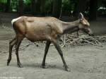 Altai-Maral (Cervus elaphus sibiricus oder Cervus canadensis sibiricus).