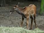 Altai-Maral (Cervus elaphus sibiricus oder Cervus canadensis sibiricus).