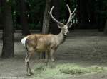 Bucharahirsch (Cervus elaphus bactrianus).