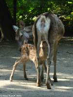 Bucharahirsch (Cervus elaphus bactrianus).