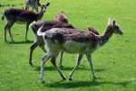 Rehe im Hochwildpark Rheinland - 10.05.2015